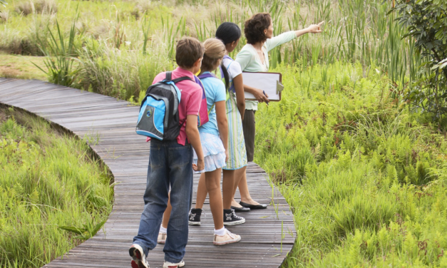 Huertas escolares: Aprender cultivando la responsabilidad ambiental