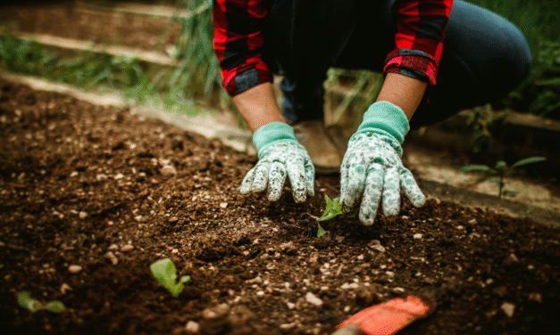 Cultivar para aprender: los grandes beneficios de las huertas en la escuela
